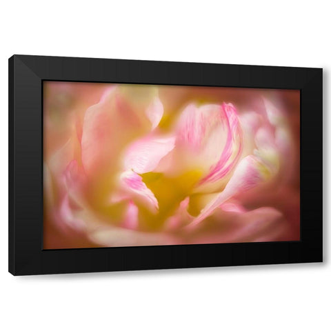 Close up of peony flower Black Modern Wood Framed Art Print by Frates, Dennis