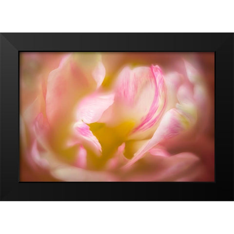 Close up of peony flower Black Modern Wood Framed Art Print by Frates, Dennis