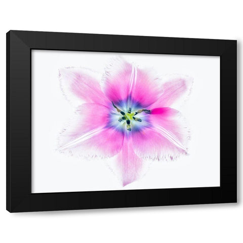 Close up of open tulip Black Modern Wood Framed Art Print by Frates, Dennis