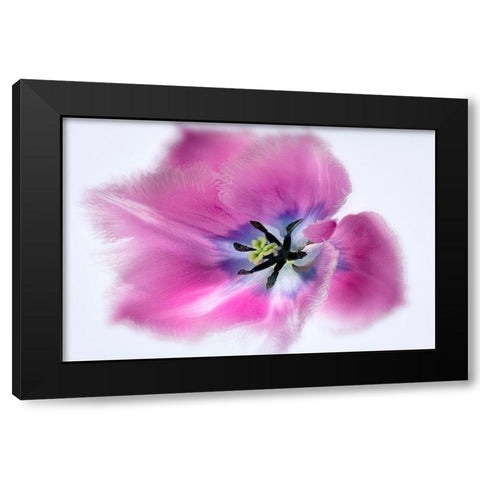Close up of tulip flower Black Modern Wood Framed Art Print with Double Matting by Frates, Dennis