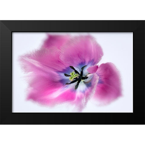 Close up of tulip flower Black Modern Wood Framed Art Print by Frates, Dennis