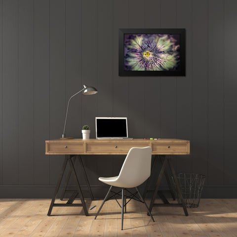 Close up of petunia flower Black Modern Wood Framed Art Print by Frates, Dennis
