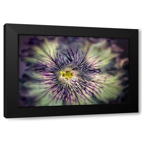 Close up of petunia flower Black Modern Wood Framed Art Print with Double Matting by Frates, Dennis