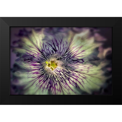 Close up of petunia flower Black Modern Wood Framed Art Print by Frates, Dennis