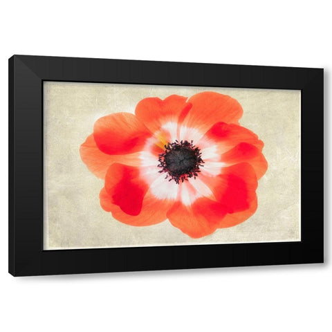 Close up of Anemone flower Black Modern Wood Framed Art Print with Double Matting by Frates, Dennis