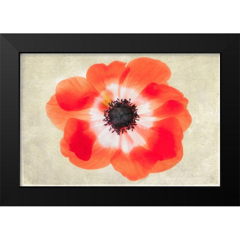 Close up of Anemone flower Black Modern Wood Framed Art Print by Frates, Dennis