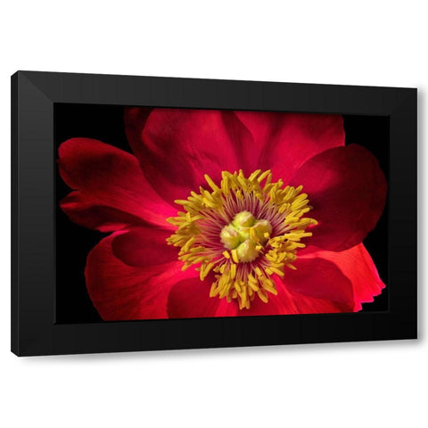 Close up of peony flower Black Modern Wood Framed Art Print by Frates, Dennis