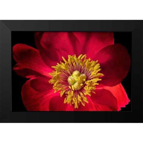 Close up of peony flower Black Modern Wood Framed Art Print by Frates, Dennis