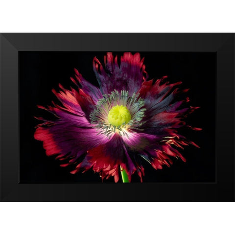 Close up of pooy flower Black Modern Wood Framed Art Print by Frates, Dennis