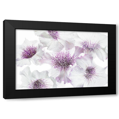 Close up of petunia flowers Black Modern Wood Framed Art Print by Frates, Dennis