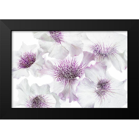 Close up of petunia flowers Black Modern Wood Framed Art Print by Frates, Dennis