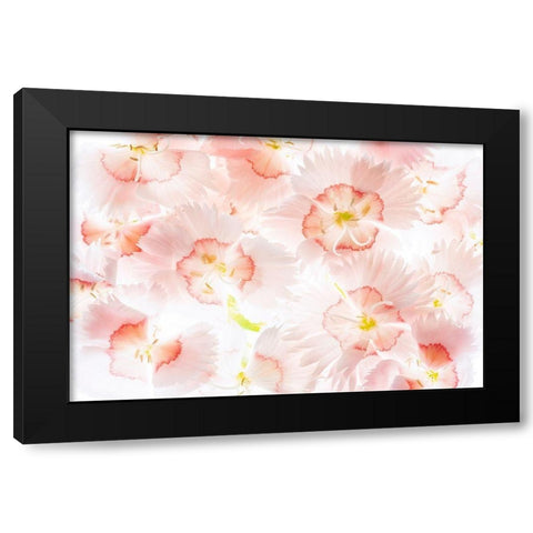 Â Close up of Dianthos flowers. Black Modern Wood Framed Art Print with Double Matting by Frates, Dennis