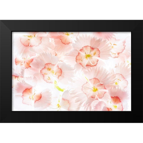 Â Close up of Dianthos flowers. Black Modern Wood Framed Art Print by Frates, Dennis