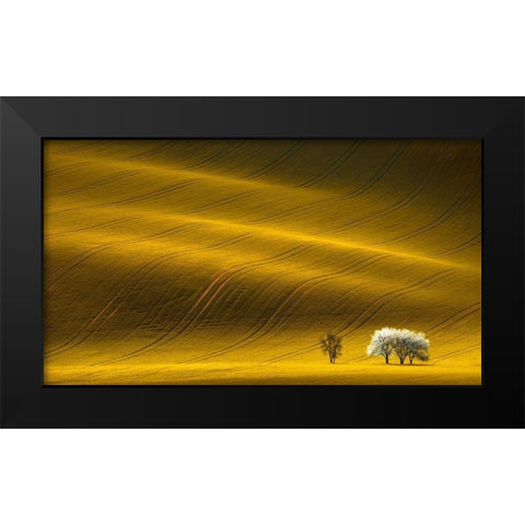 Majestic Field with White Trees Black Modern Wood Framed Art Print by Uladzislau, S.