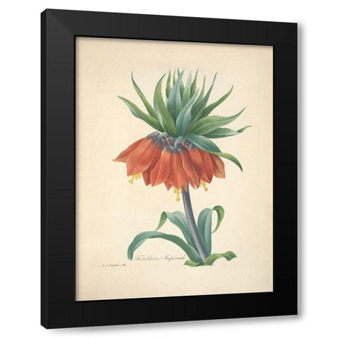 Fritillaire Imperiale Black Modern Wood Framed Art Print by Redoute, P. J.