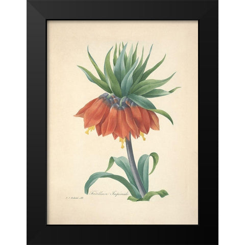 Fritillaire Imperiale Black Modern Wood Framed Art Print by Redoute, P. J.