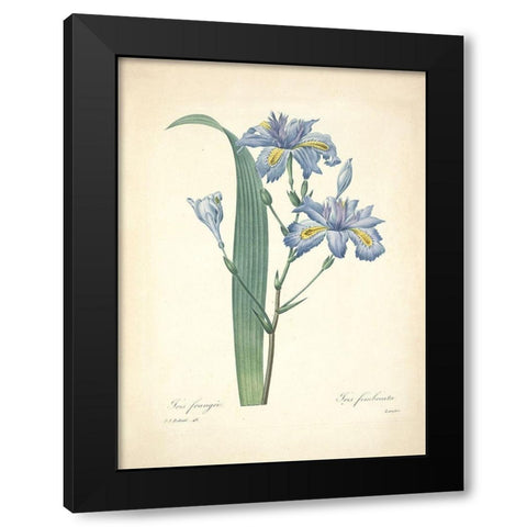 Iris Frangee  Black Modern Wood Framed Art Print with Double Matting by Redoute, P. J.