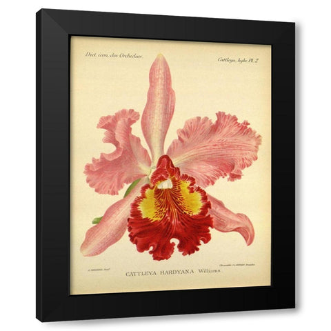 Orchid, Catlleya Hardyana Black Modern Wood Framed Art Print with Double Matting by Goossens, A.