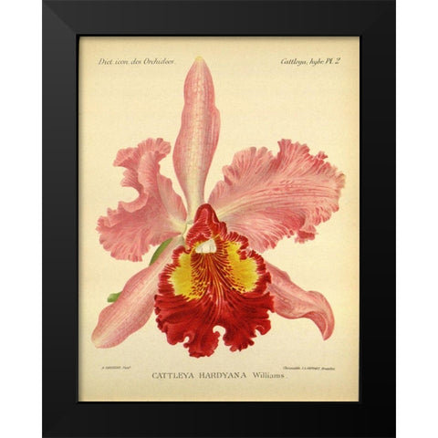 Orchid, Catlleya Hardyana Black Modern Wood Framed Art Print by Goossens, A.