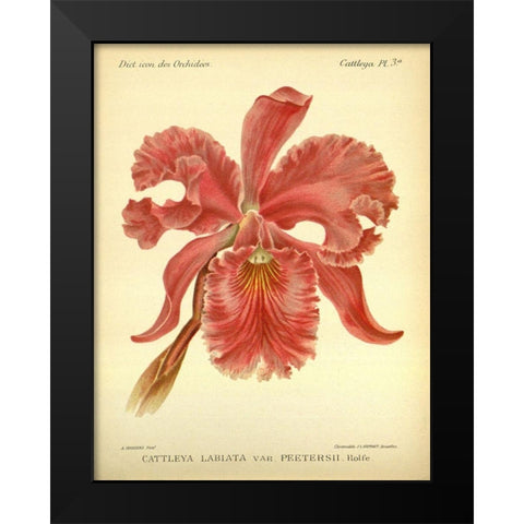 Orchid, Catlleya Labiata Black Modern Wood Framed Art Print by Goossens, A.
