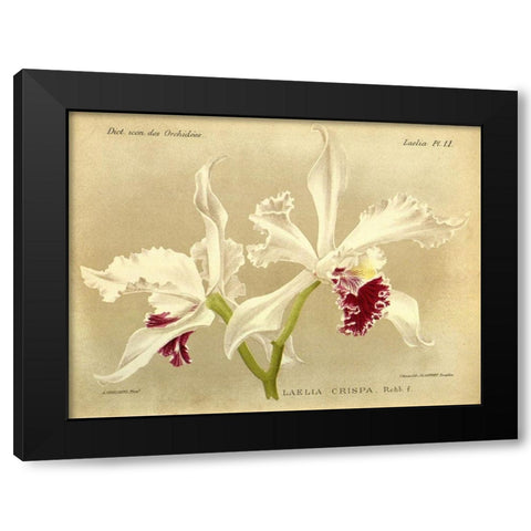 Orchid, Laelia Crispa Black Modern Wood Framed Art Print with Double Matting by Goossens, A.