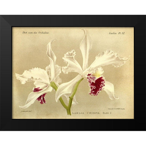 Orchid, Laelia Crispa Black Modern Wood Framed Art Print by Goossens, A.