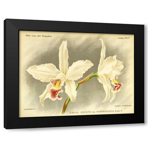 Orchid, Laelia Anceps Black Modern Wood Framed Art Print with Double Matting by Goossens, A.