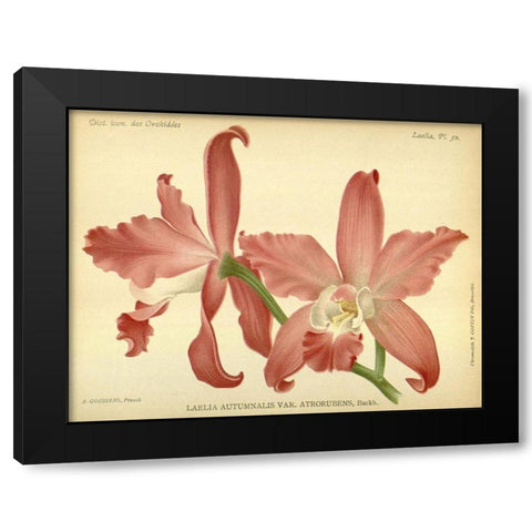 Orchid, Laelia Autumnalis Black Modern Wood Framed Art Print with Double Matting by Goossens, A.