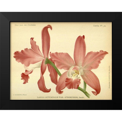 Orchid, Laelia Autumnalis Black Modern Wood Framed Art Print by Goossens, A.