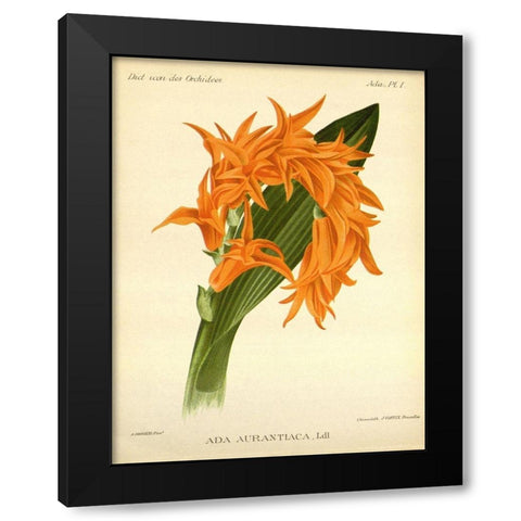 Orchid, Ada Aurantiaca Black Modern Wood Framed Art Print with Double Matting by Goossens, A.