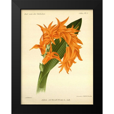 Orchid, Ada Aurantiaca Black Modern Wood Framed Art Print by Goossens, A.
