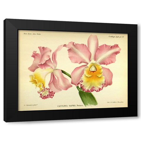 Orchid, Cattleya Sapho Black Modern Wood Framed Art Print with Double Matting by Goossens, A.