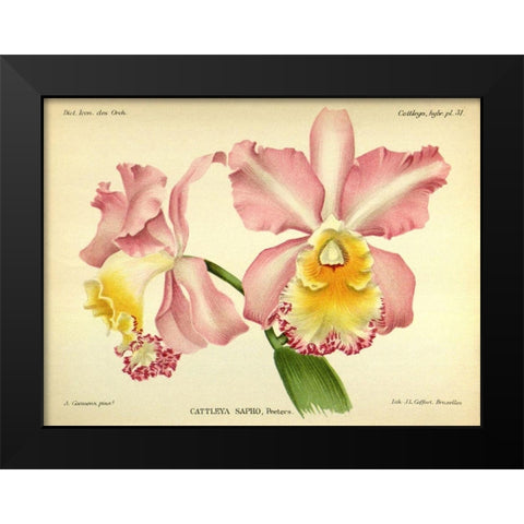 Orchid, Cattleya Sapho Black Modern Wood Framed Art Print by Goossens, A.