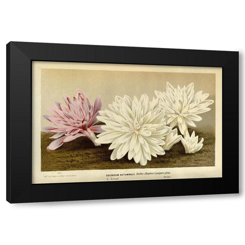 Colchicum Autumnale Black Modern Wood Framed Art Print with Double Matting by Van Houtteano. Horto