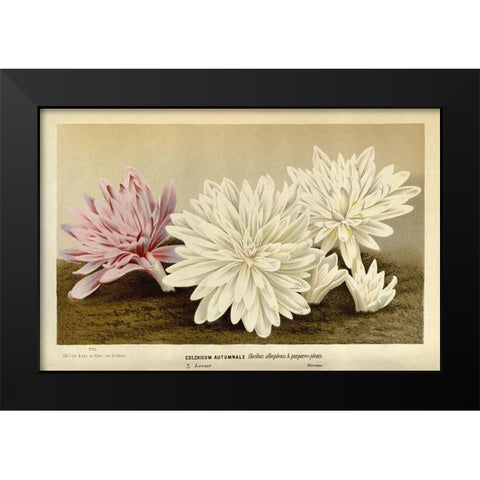 Colchicum Autumnale Black Modern Wood Framed Art Print by Van Houtteano. Horto