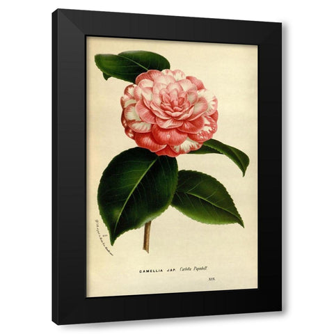 Camelia Japonica Black Modern Wood Framed Art Print by Anonymous
