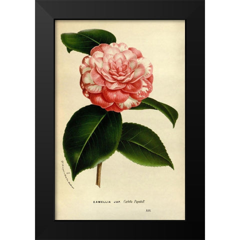 Camelia Japonica Black Modern Wood Framed Art Print by Anonymous