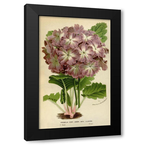 Primula Cort. Black Modern Wood Framed Art Print with Double Matting by Anonymous