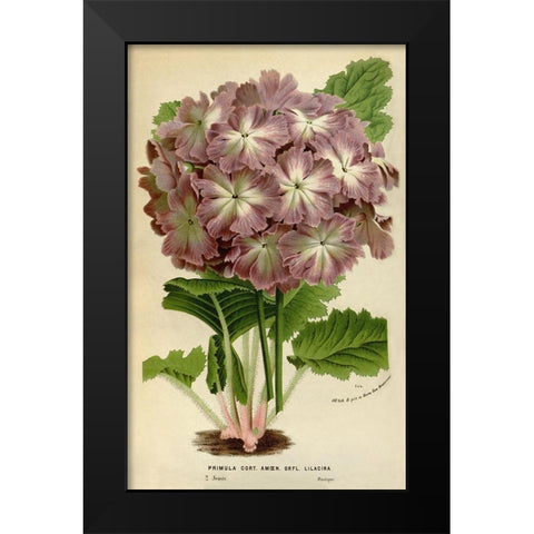 Primula Cort. Black Modern Wood Framed Art Print by Anonymous