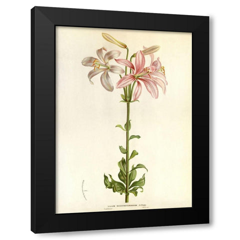 Lilium Washingtonianum Black Modern Wood Framed Art Print with Double Matting by Anonymous