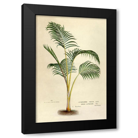 Hyophorbe Indica Black Modern Wood Framed Art Print with Double Matting by Van Houtteano. Horto