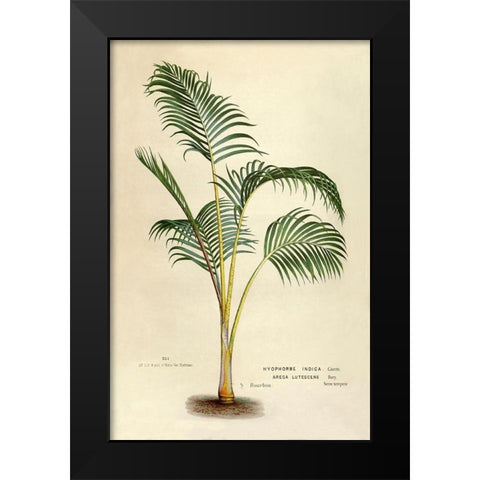 Hyophorbe Indica Black Modern Wood Framed Art Print by Van Houtteano. Horto