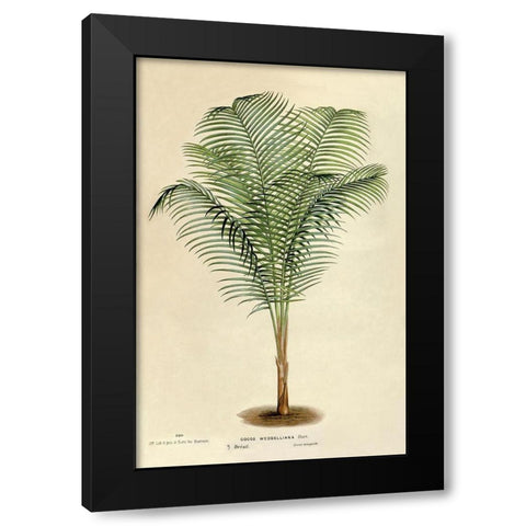 Cocos Weddeliana Black Modern Wood Framed Art Print with Double Matting by Van Houtteano. Horto