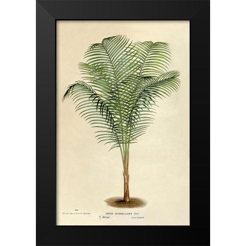 Cocos Weddeliana Black Modern Wood Framed Art Print by Van Houtteano. Horto