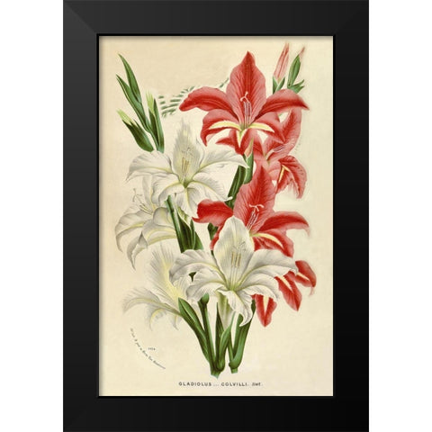 Gladiolus Black Modern Wood Framed Art Print by Van Houtteano. Horto