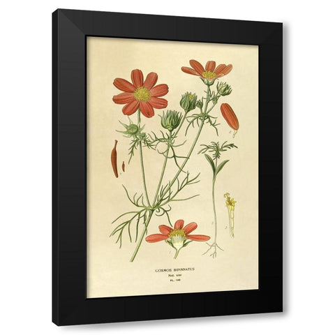 Cosmos Bipinnatus Black Modern Wood Framed Art Print by Anonymous
