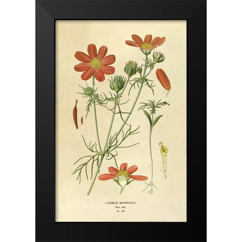Cosmos Bipinnatus Black Modern Wood Framed Art Print by Anonymous