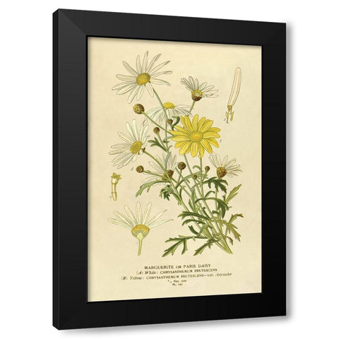 Paris Daisy, Marguerite Black Modern Wood Framed Art Print with Double Matting by Anonymous