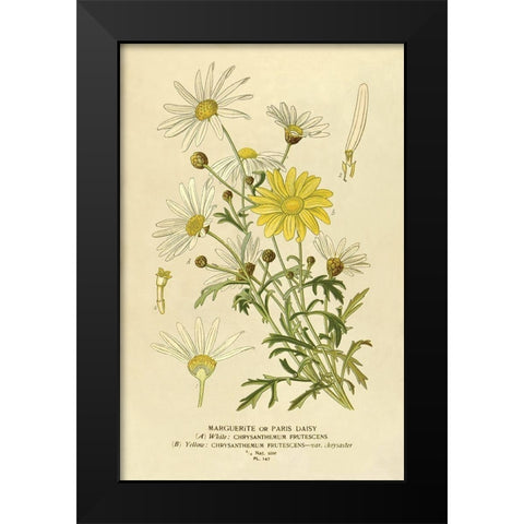 Paris Daisy, Marguerite Black Modern Wood Framed Art Print by Anonymous