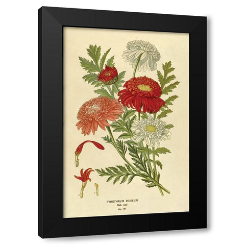 Pyrethrum Roseum Black Modern Wood Framed Art Print by Anonymous